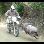 バイクなんて大っ嫌いだ！荒ぶる 羊 に狙われたライダーの運命